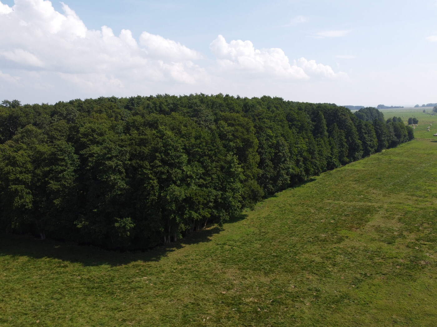 Luftaufnahme - Blick Entlang Waldkante