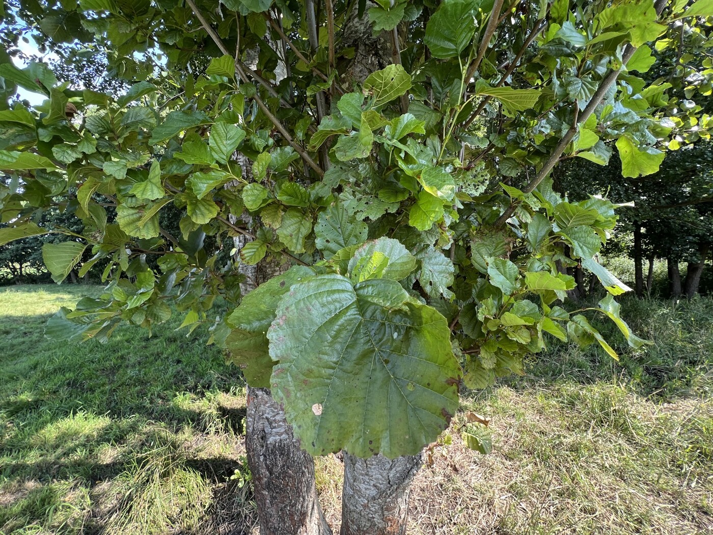 Baum-Detail