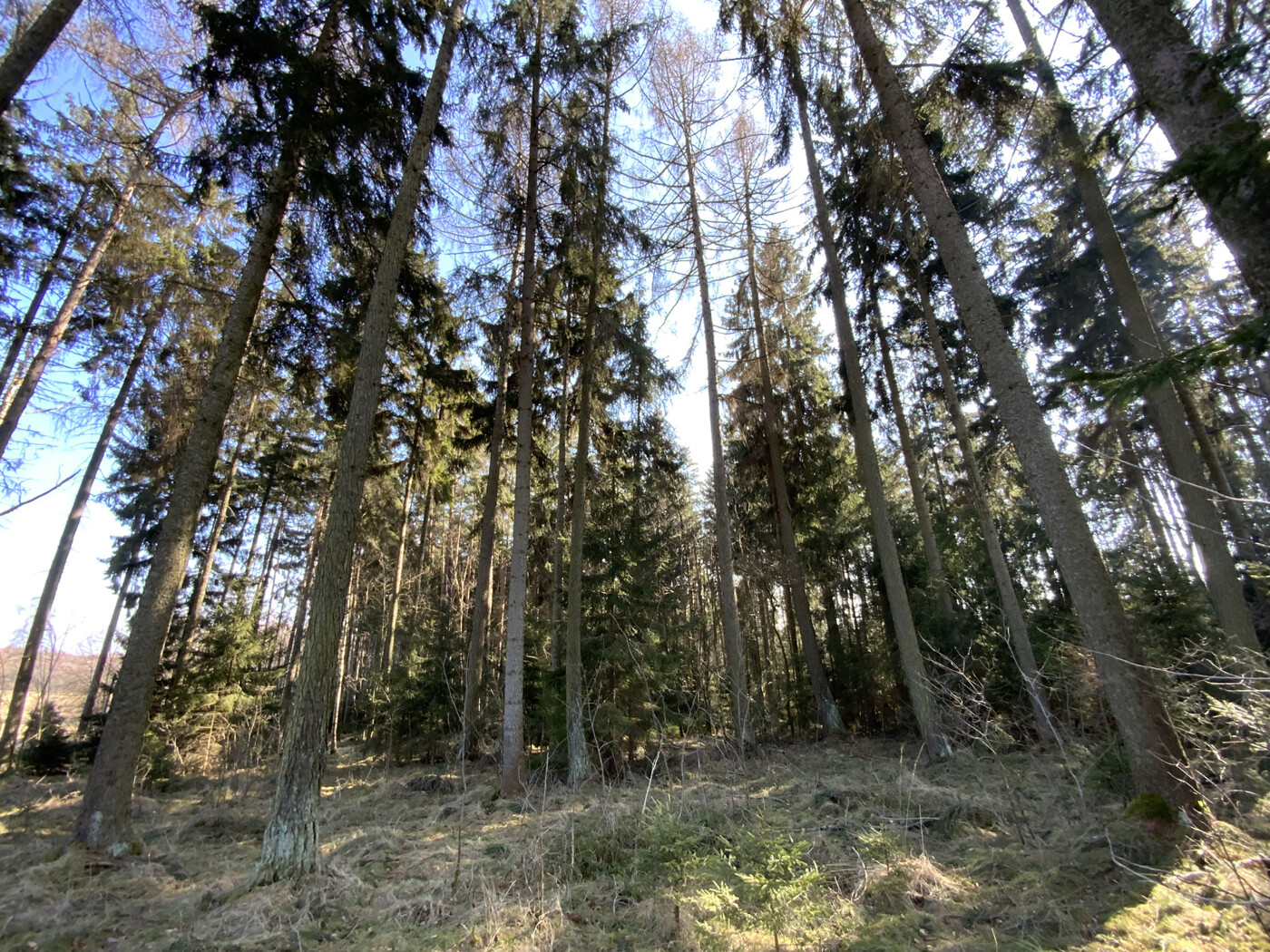 Im Wald