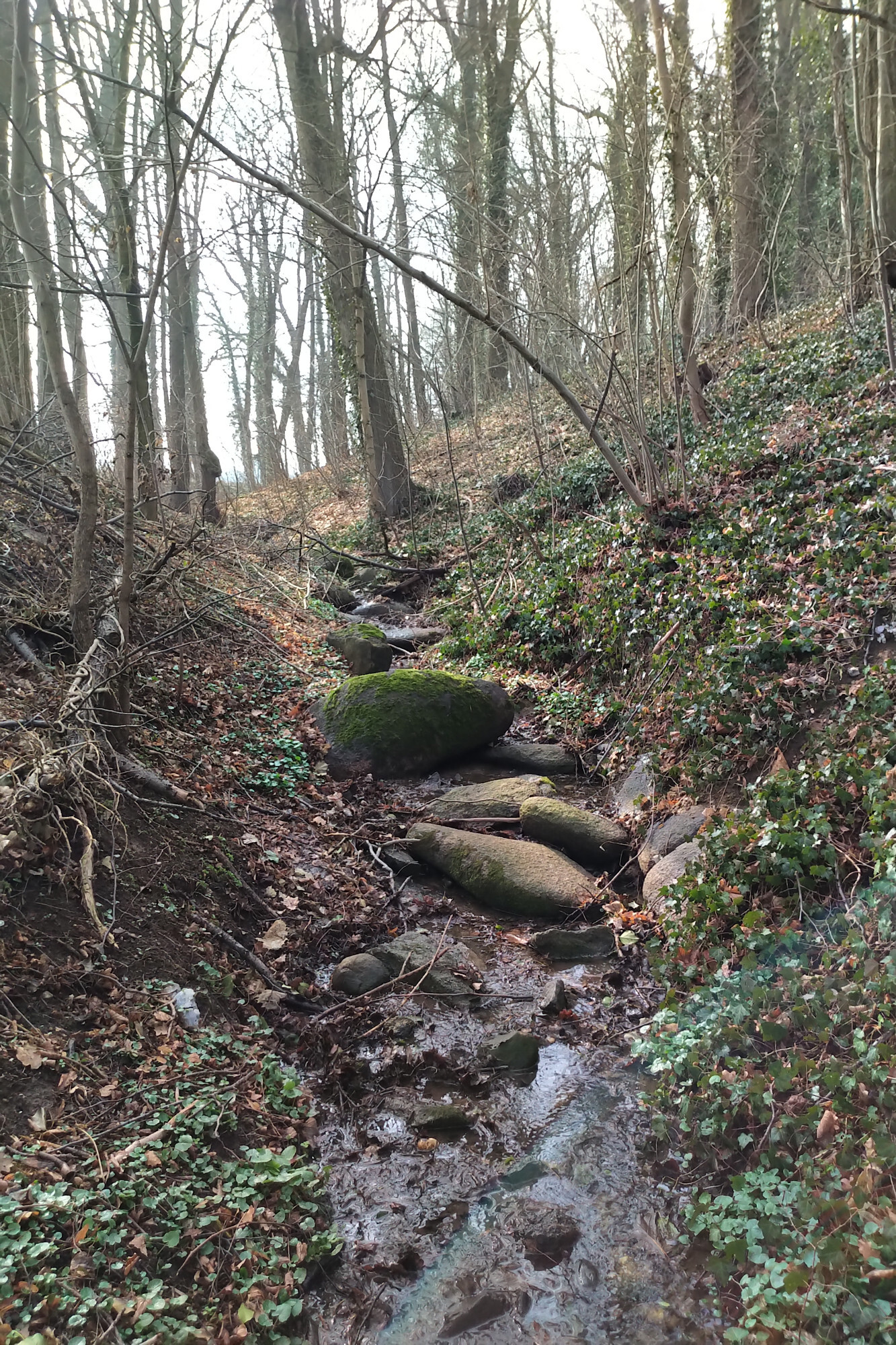 Bachlauf im Wald