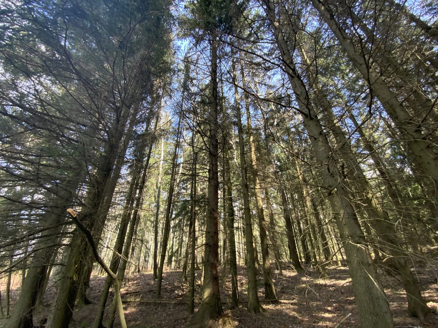 Im Wald 1