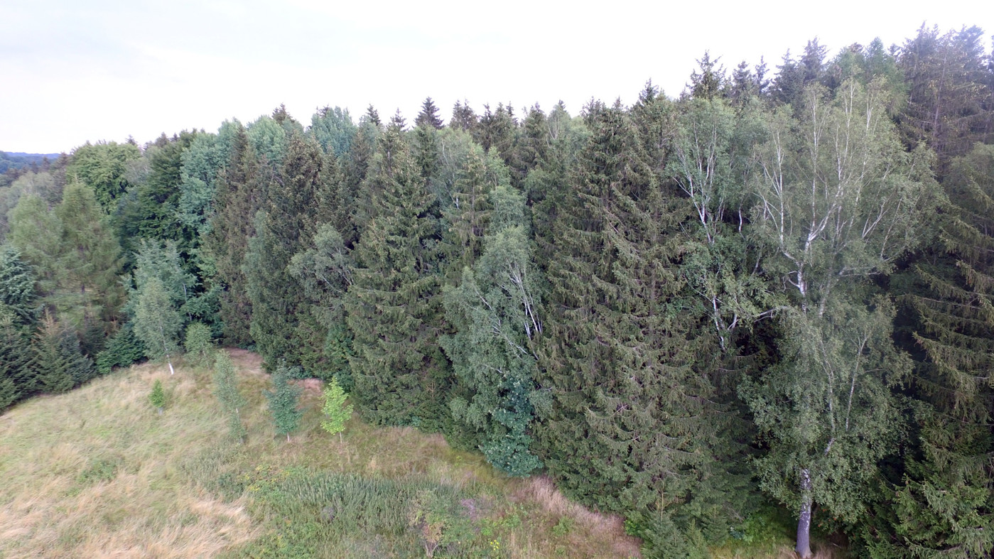 Luftaufnahme - Blick Richtung Waldrand
