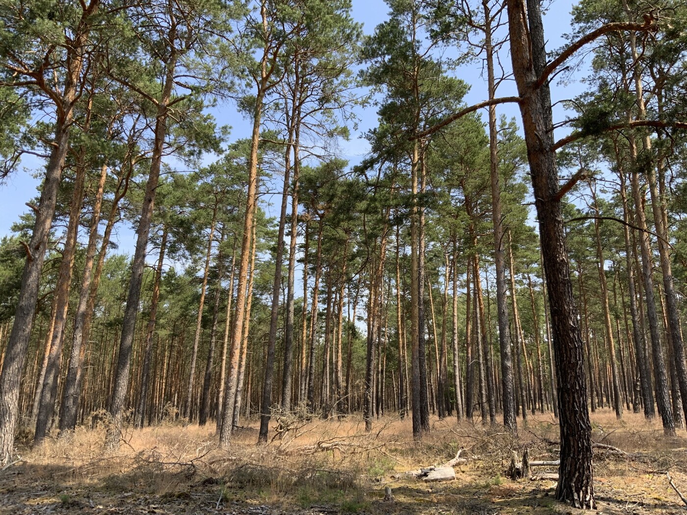 Blick in den Wald