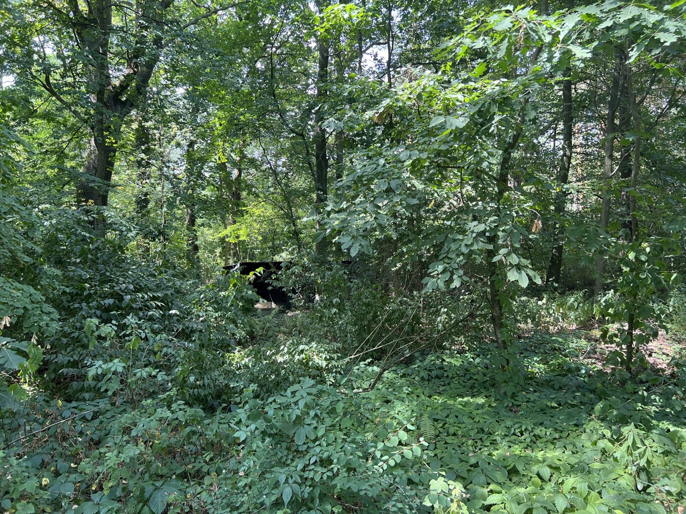 Blick in den Wald