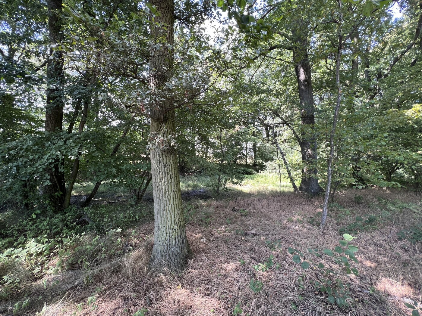 Im Wald Blick nach Norden auf Rinnsal