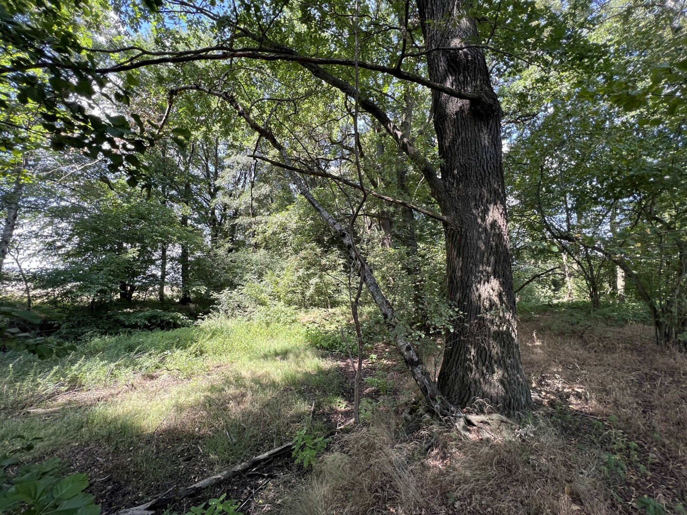 Im Wald Blick nach Norden