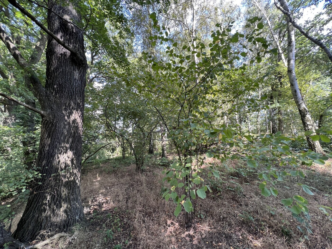 Im Wald Blick nach Osten