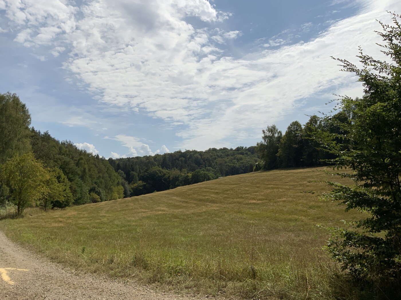 Wald_Freizeitwiese