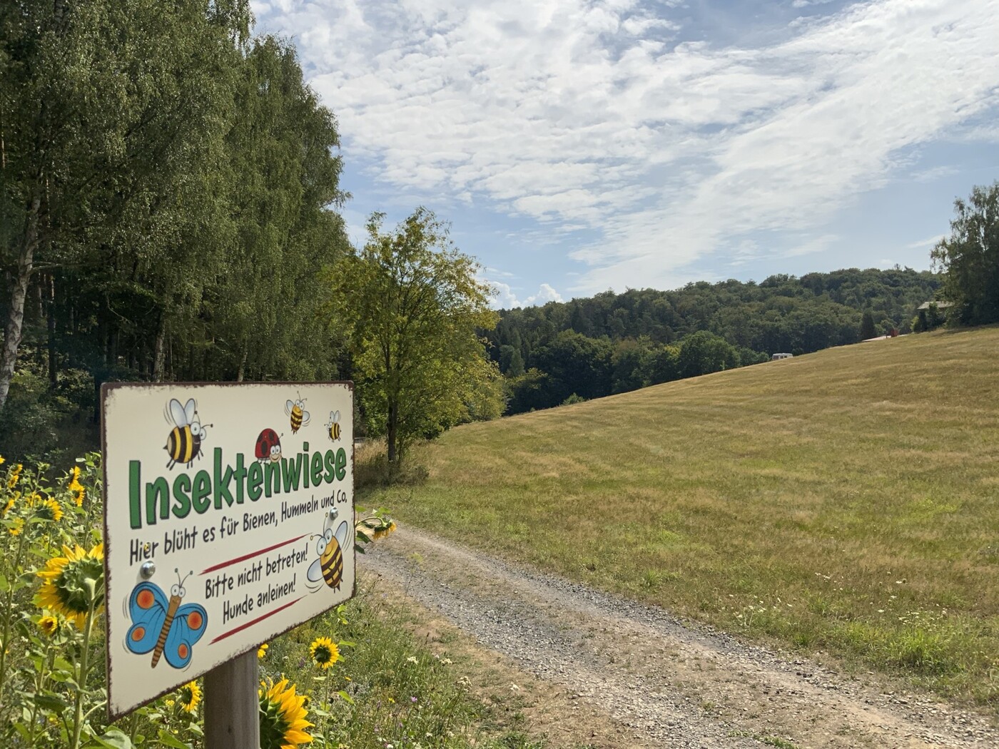 Insektenwiese