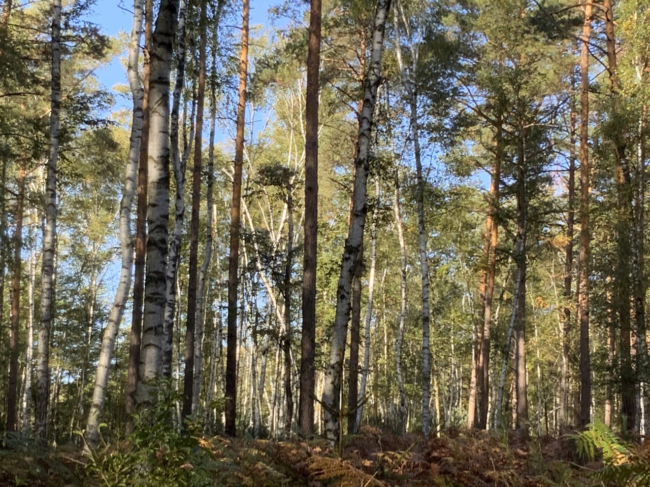 Blick in den Wald 3