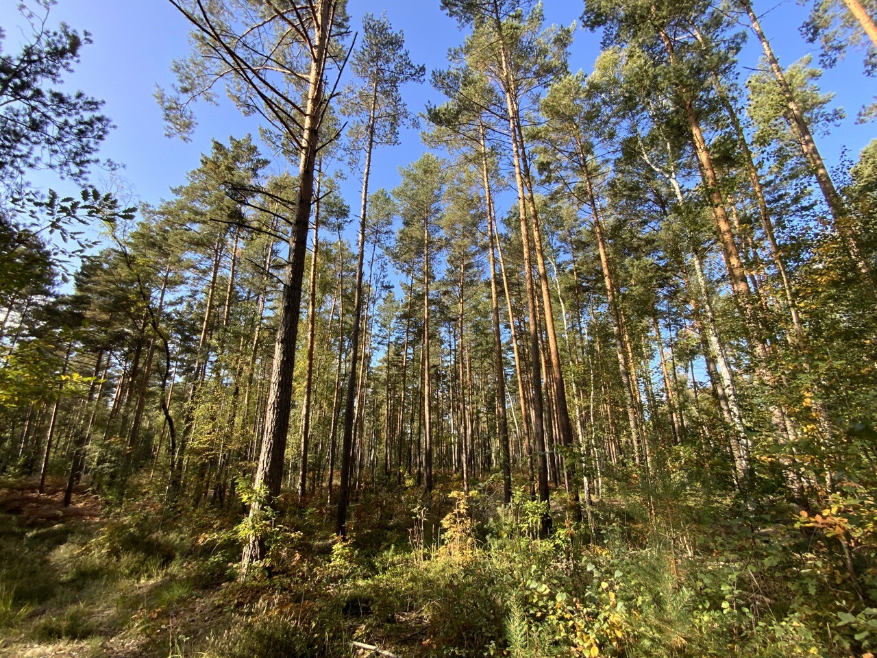 Blick in den Wald 1