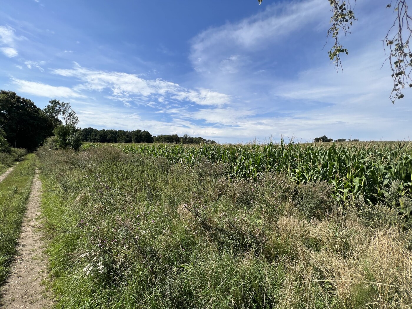 Wirtschaftsweg