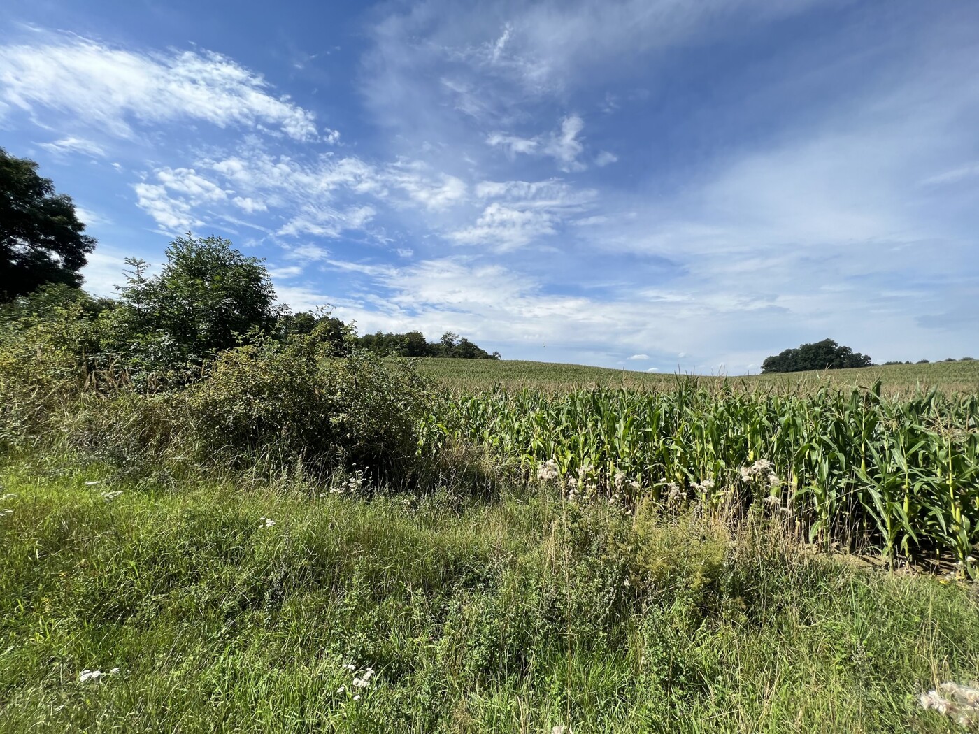Blick vom Wirtschaftsweg auf das Feld 2