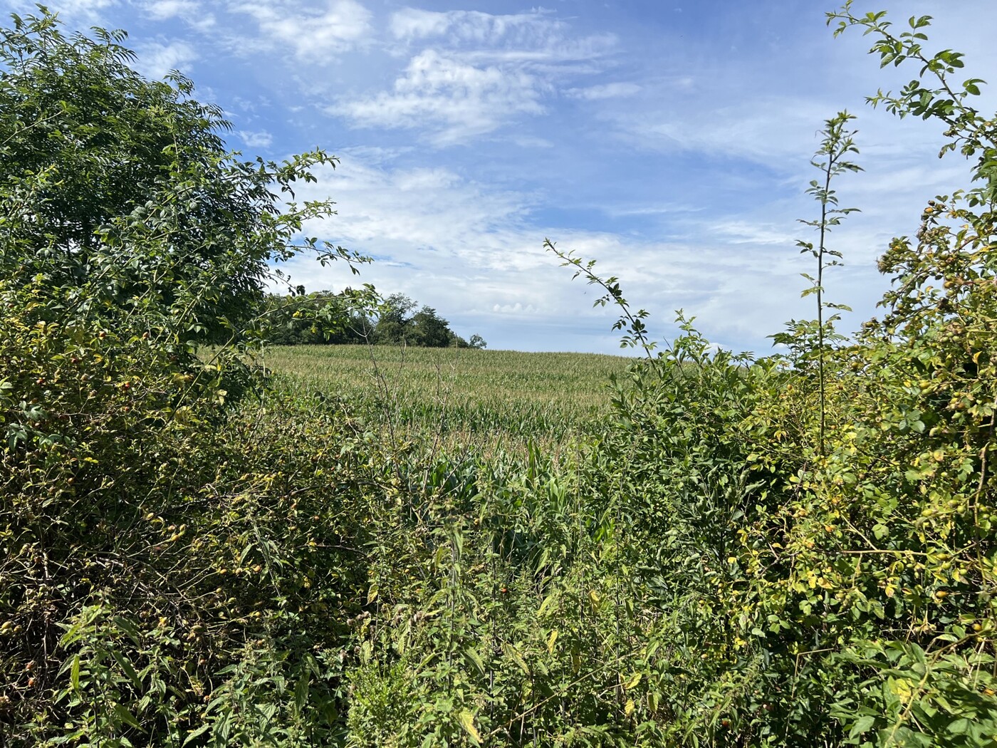 Blick vom Wirtschaftsweg auf das Feld