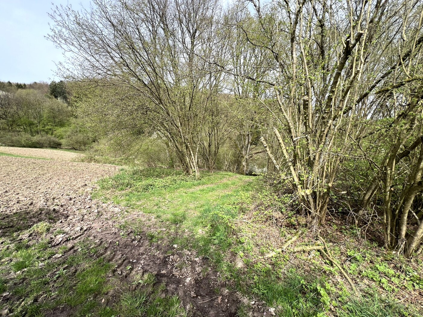 Blick auf den Wirtschaftsweg nach Norden