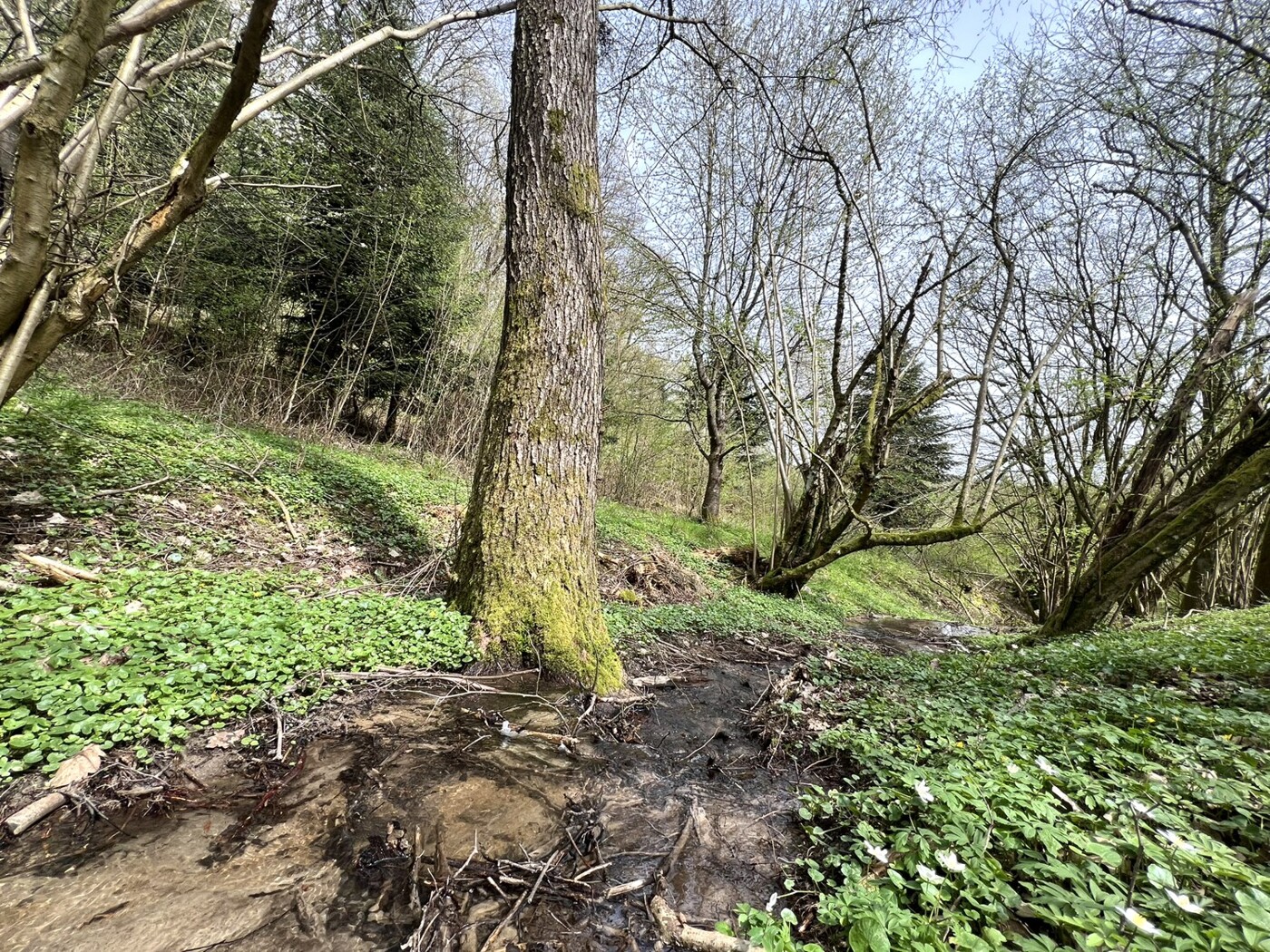 Blick entlang des Bachlaufs nach Osten