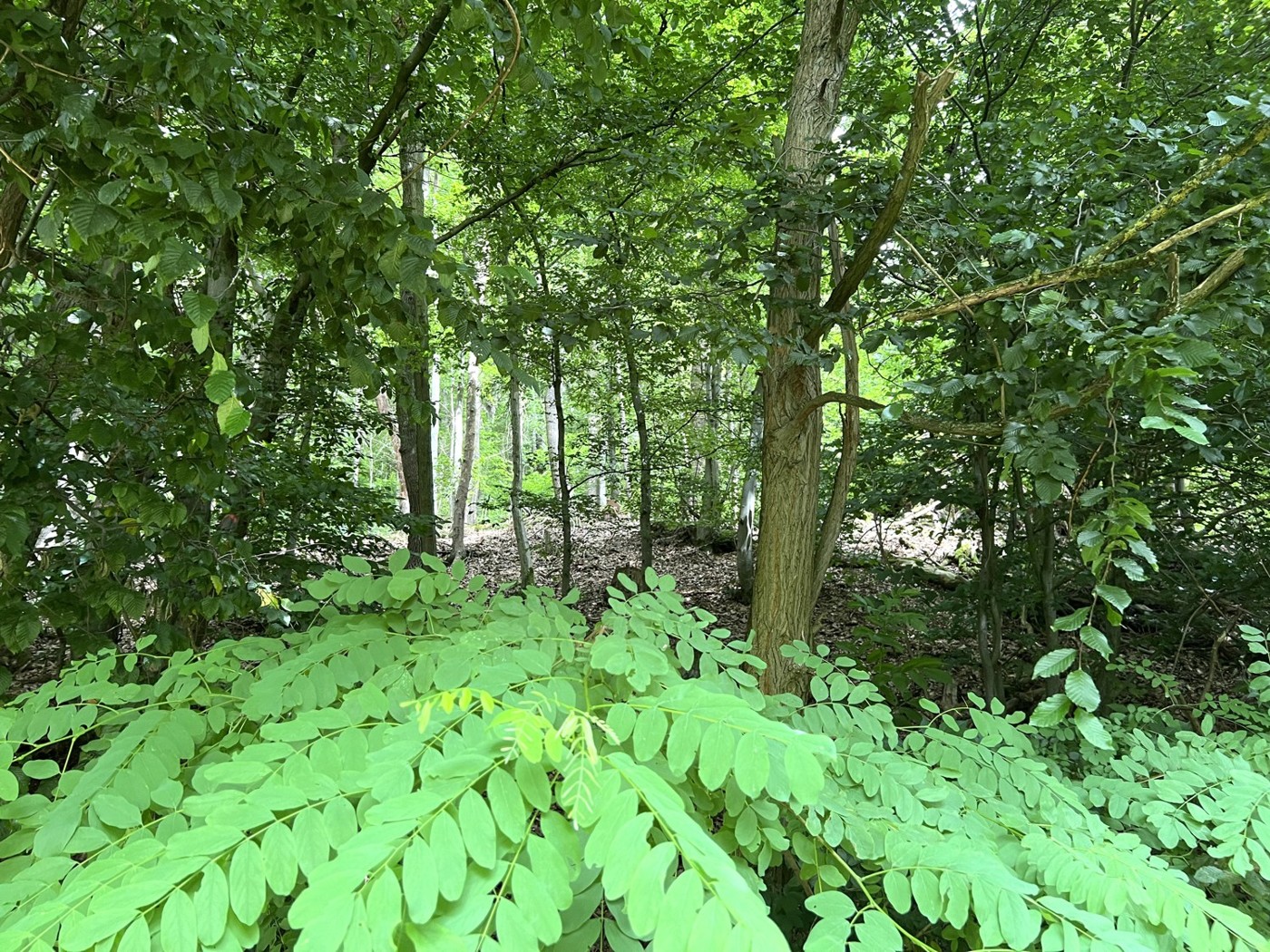 Blick in den Wald