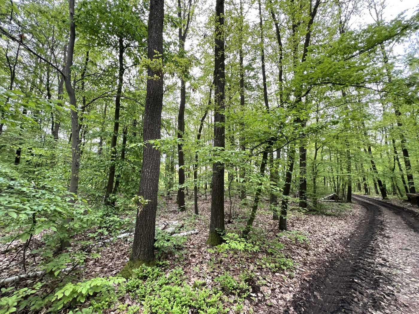 Wirtschaftsweg östlicher Anteil