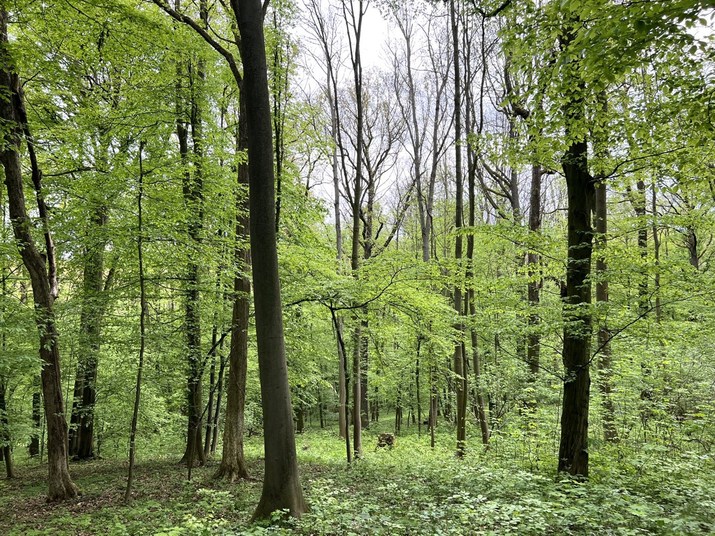 Blick in den Wald