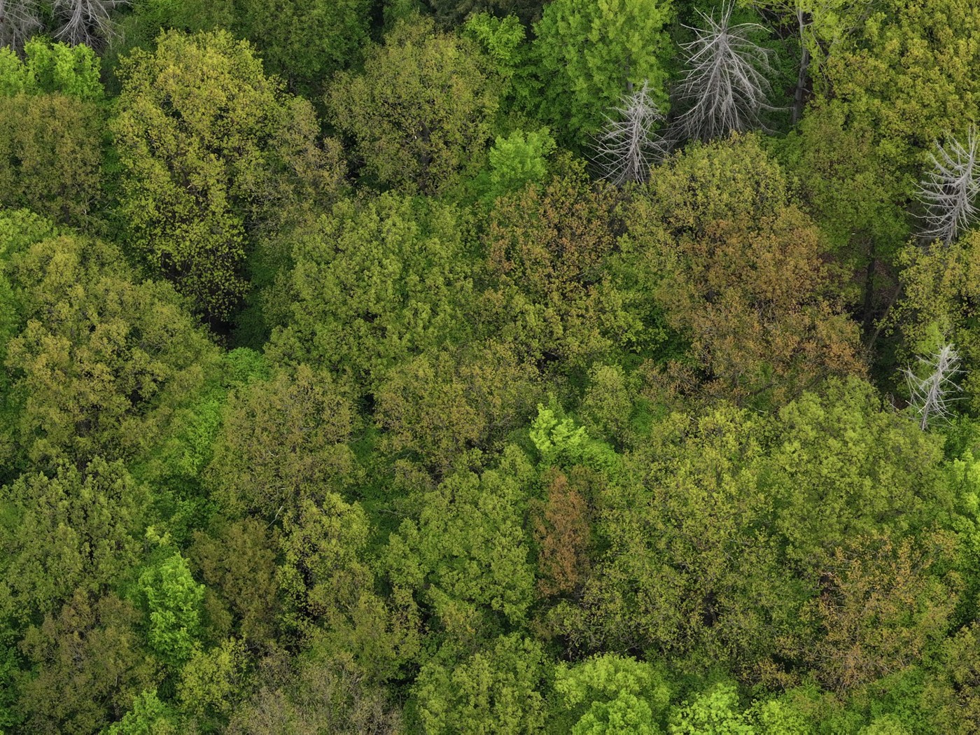 Luftaufnahme - Blick auf die Baumkronen