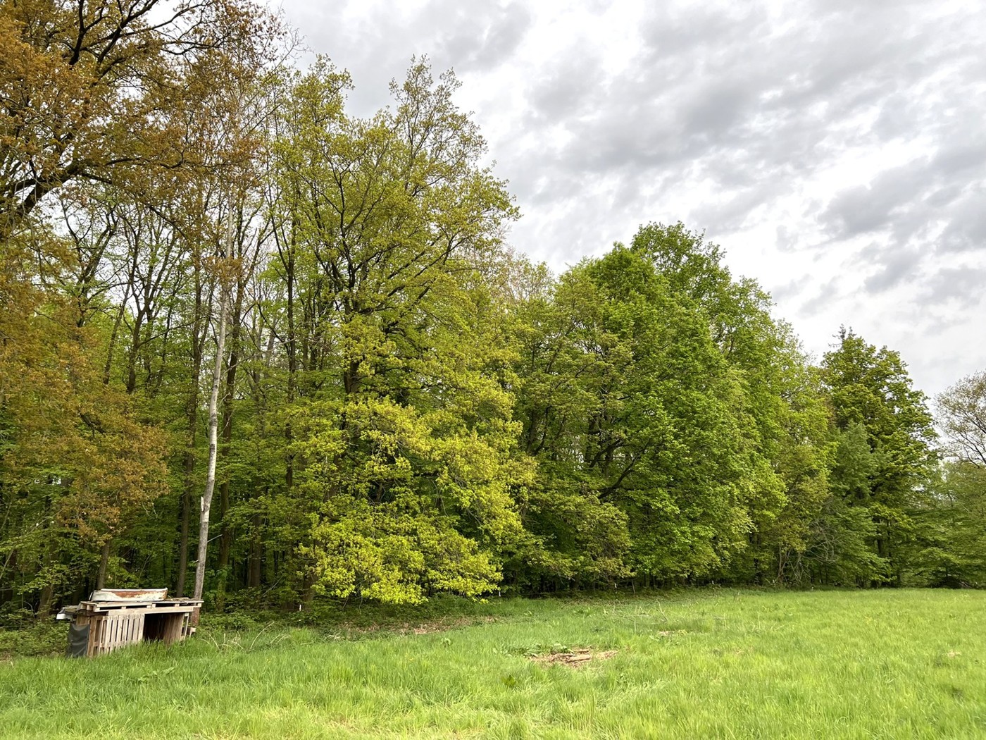 Östliche Ansicht auf den Wald