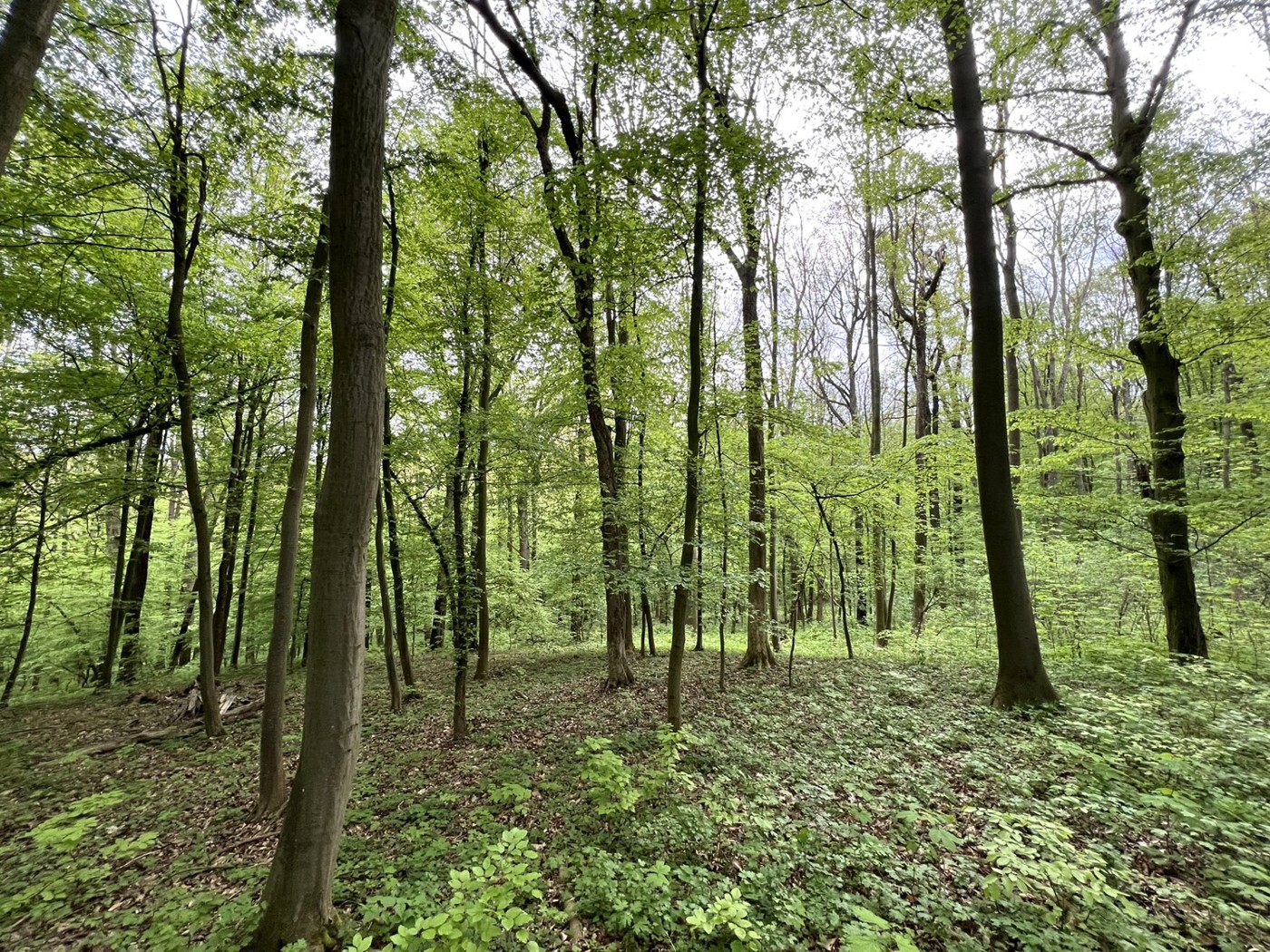 Blick in den Wald