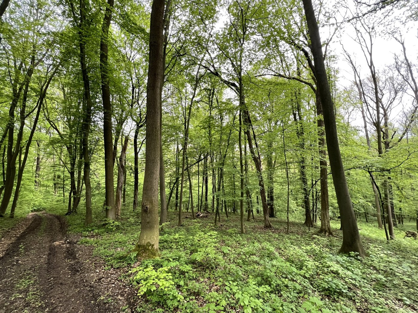 Wirtschaftsweg im westlichen Waldteil