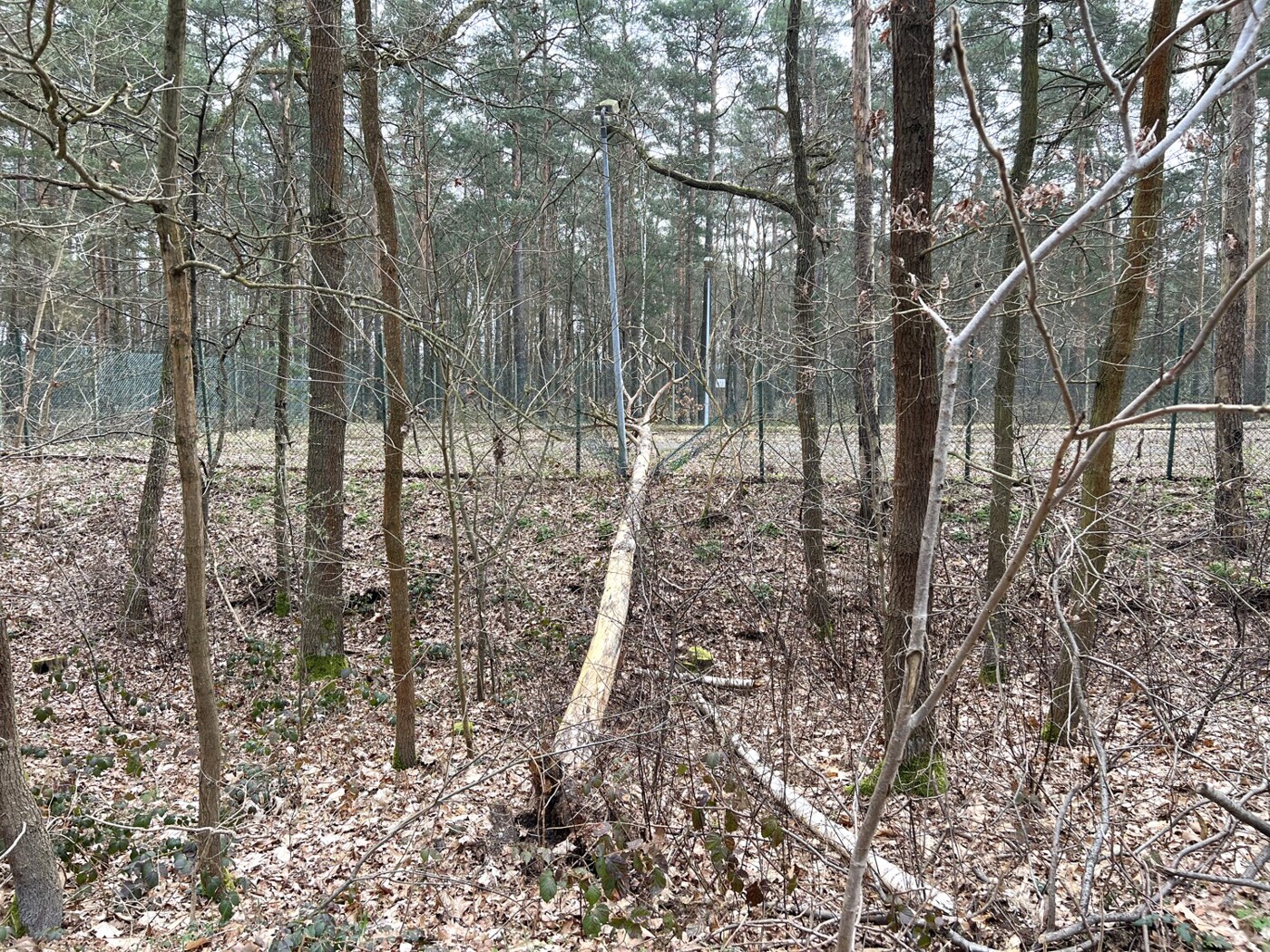 Baum im Zaun