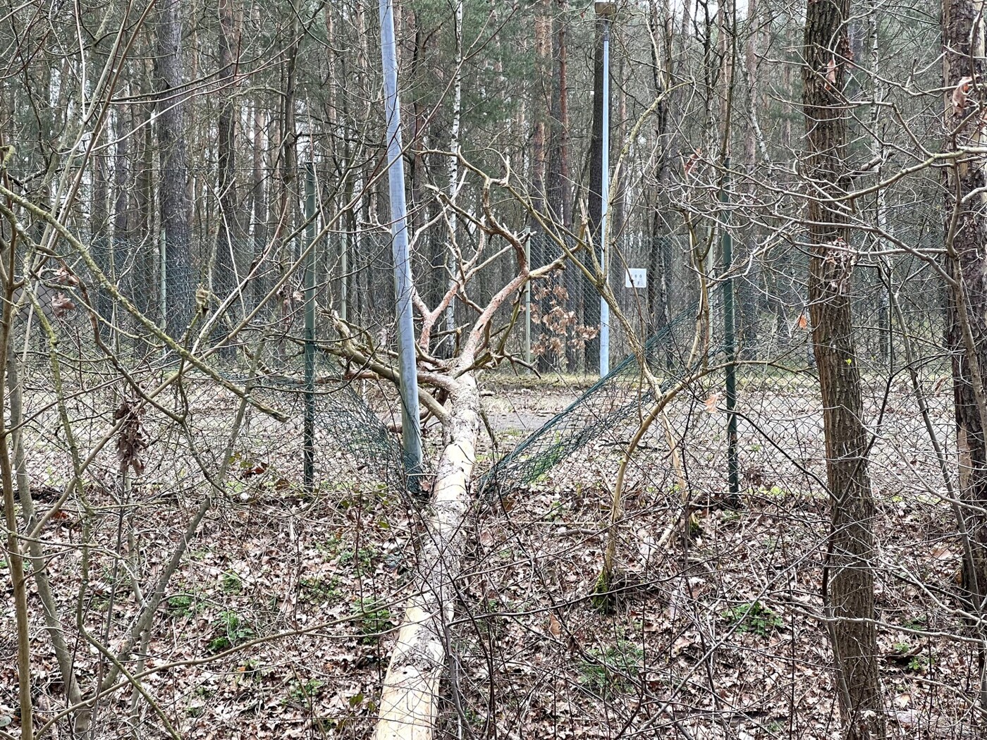 Baum im Zaun