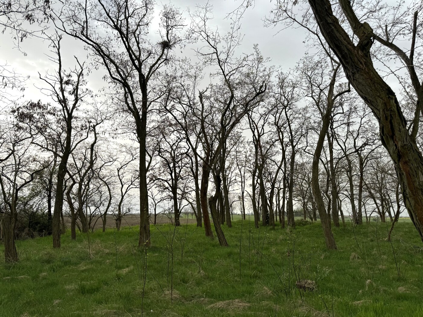 Blick auf den Robinienbestand