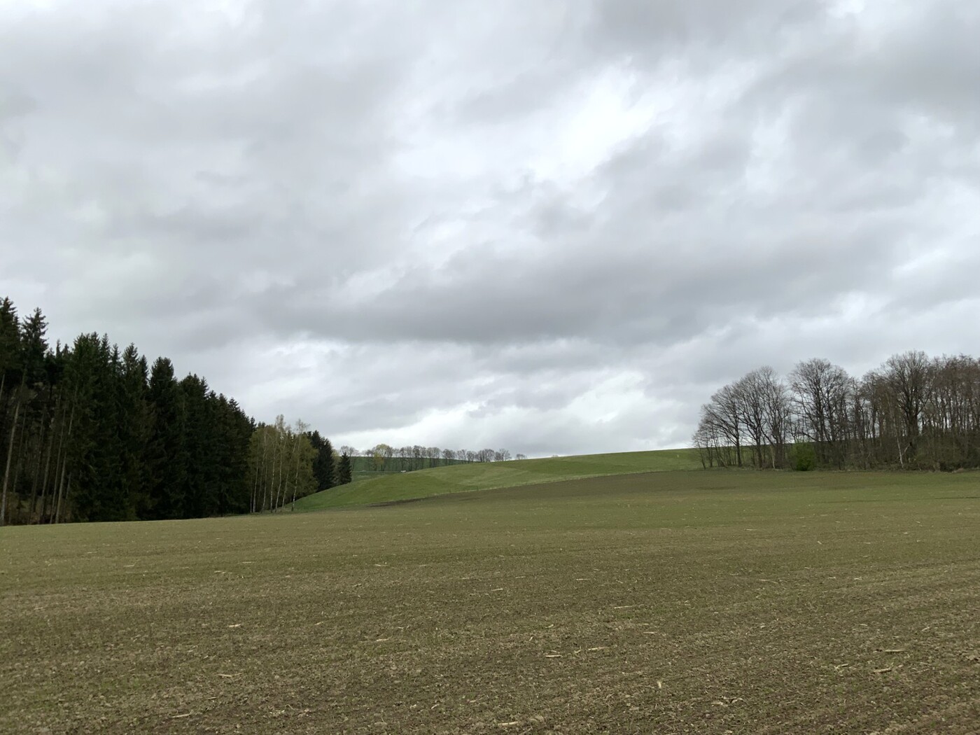 Blick auf den Laubmischwald