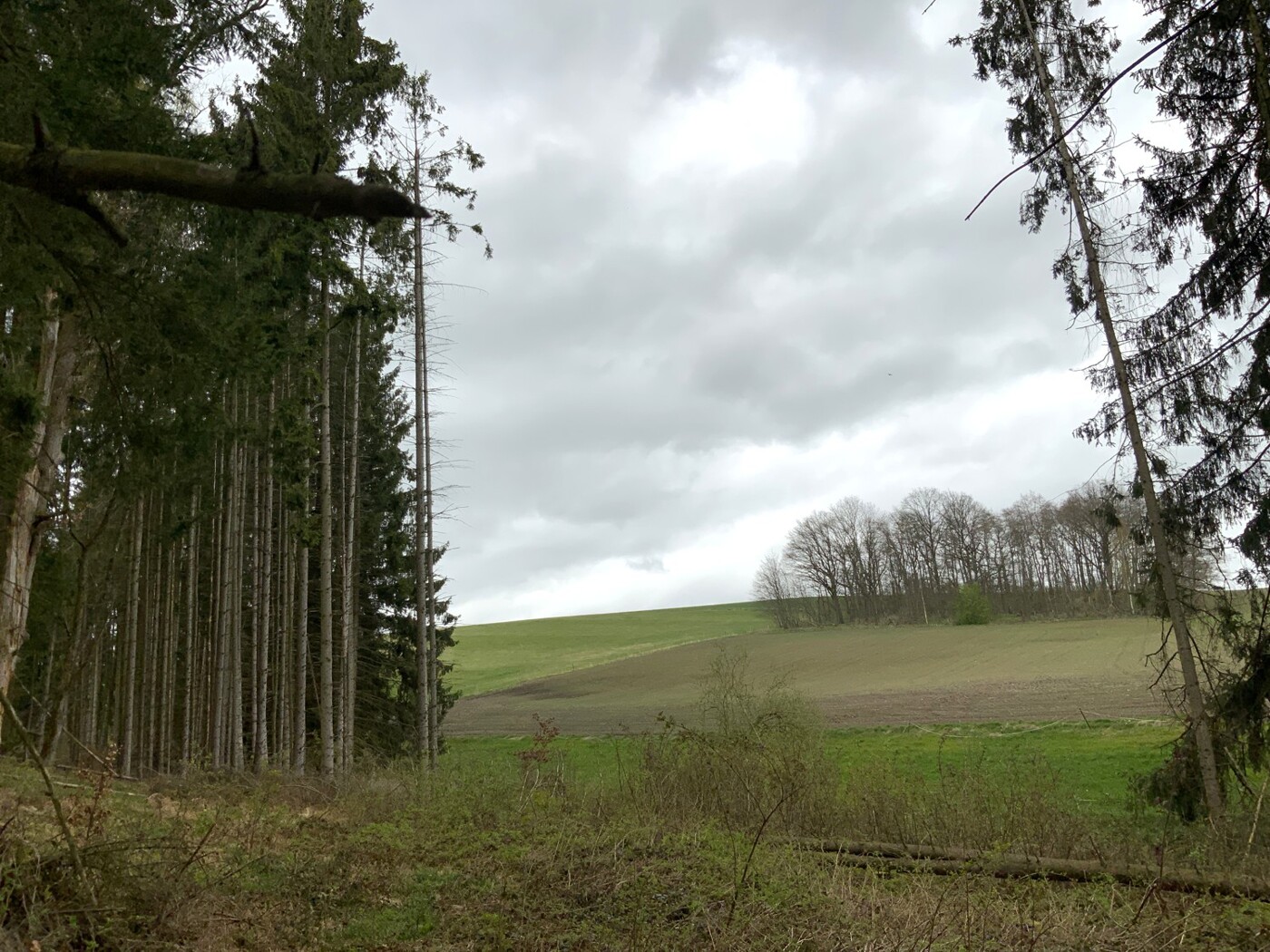 An der westlichen Flurstücksgrenze