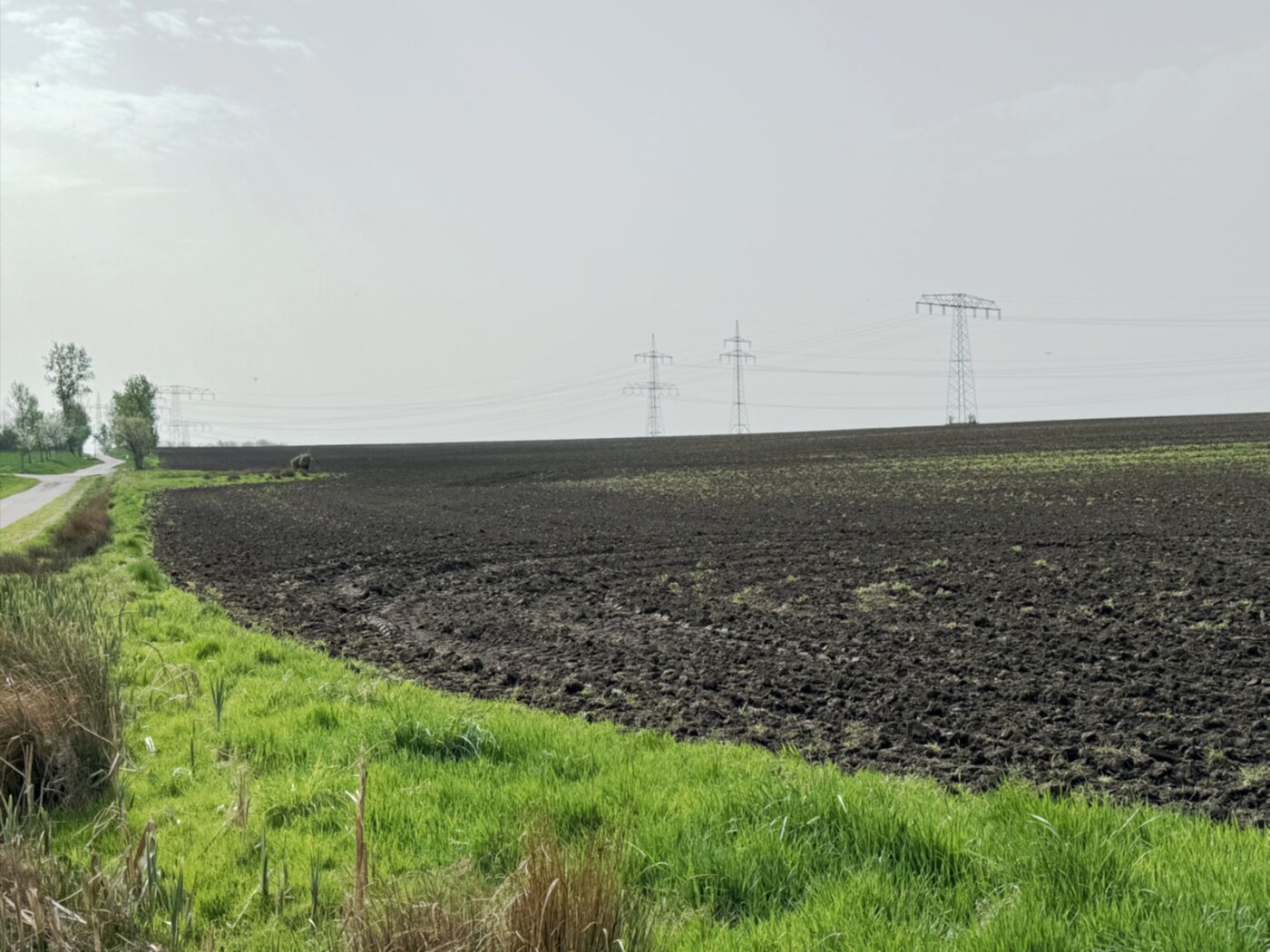 Blick über den Acker (1)