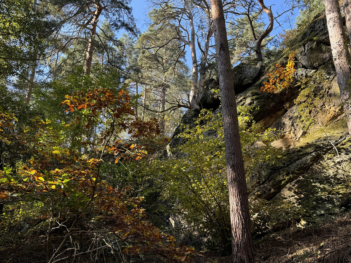 Felsformation im Wald