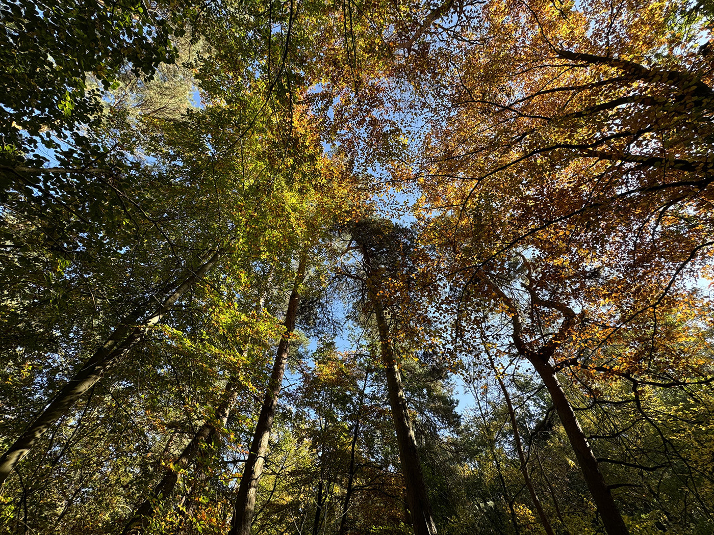 Blick in die Baumkronen