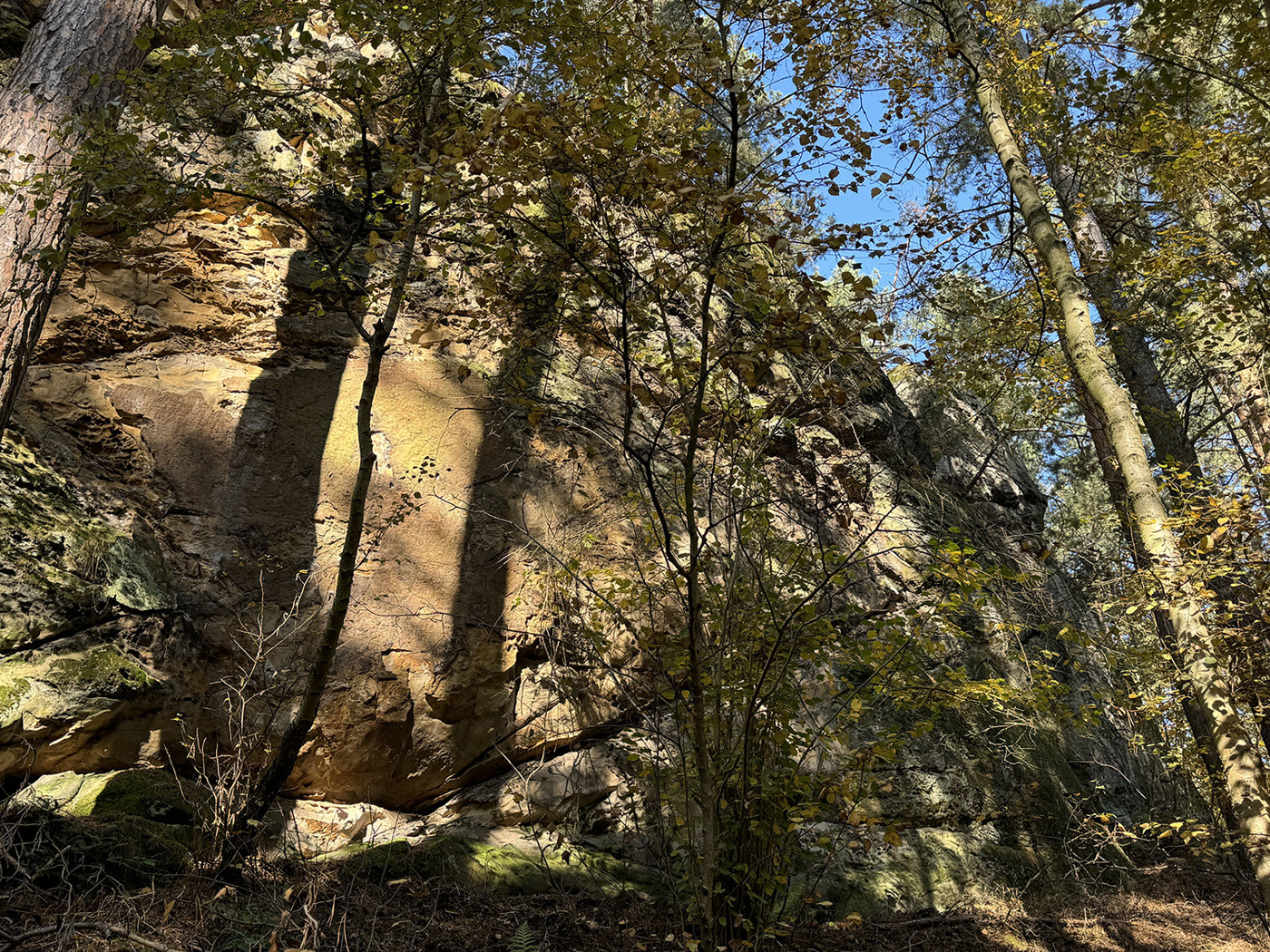 Felsformation im Wald