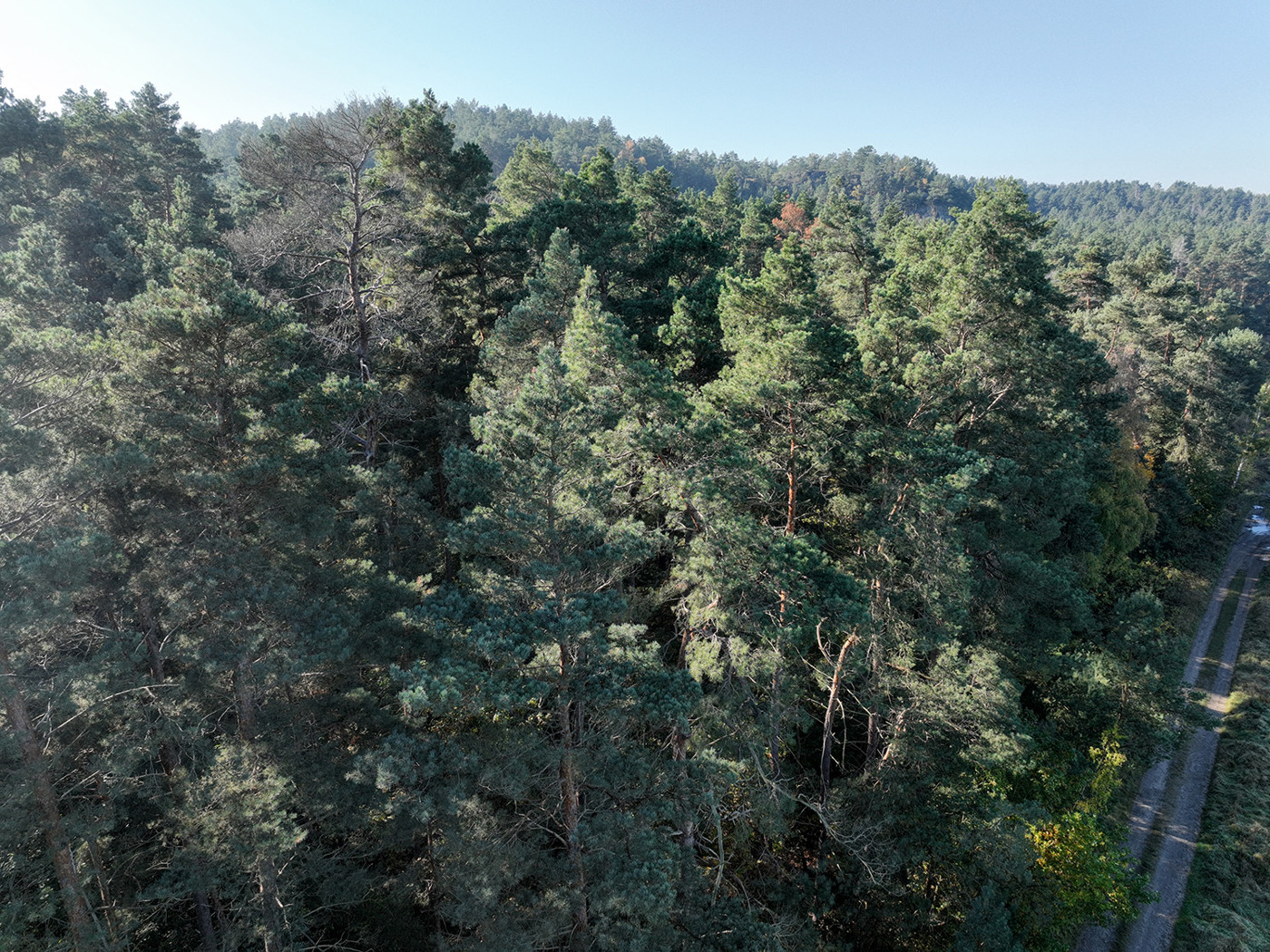 Luftaufnahme - Blick auf die Baumkronen 