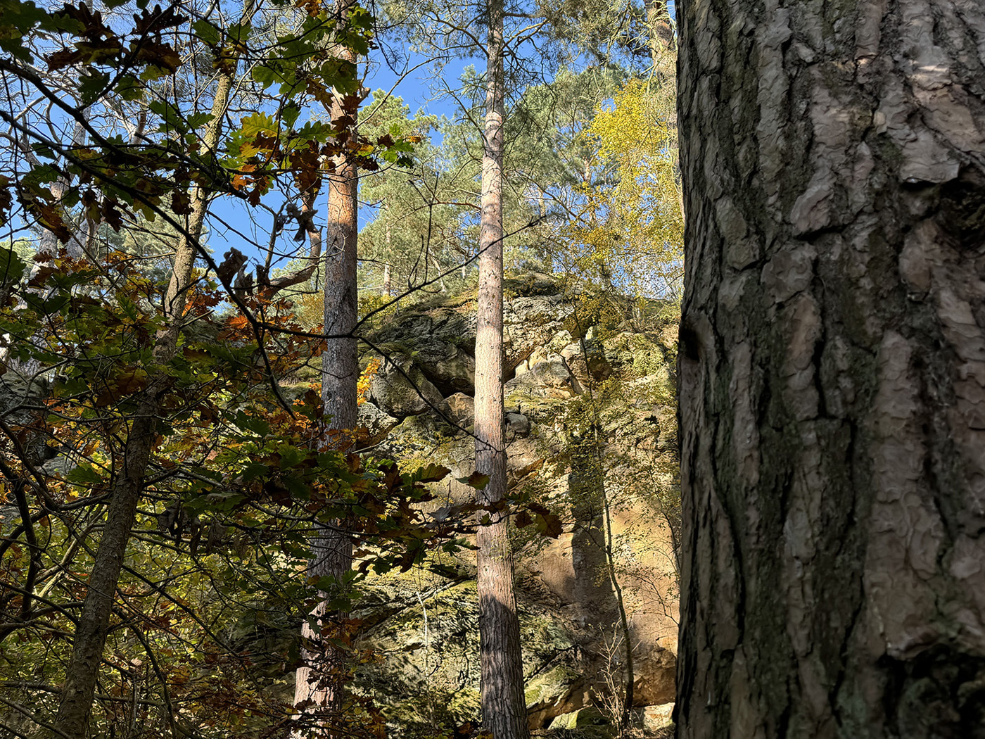 Felsformation im Wald