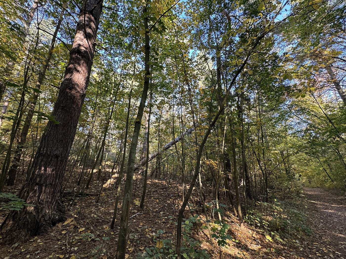 Waldweg