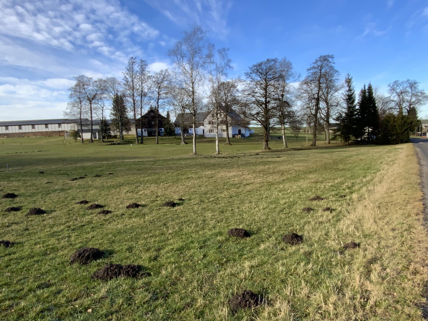 Wiese -Detailansicht