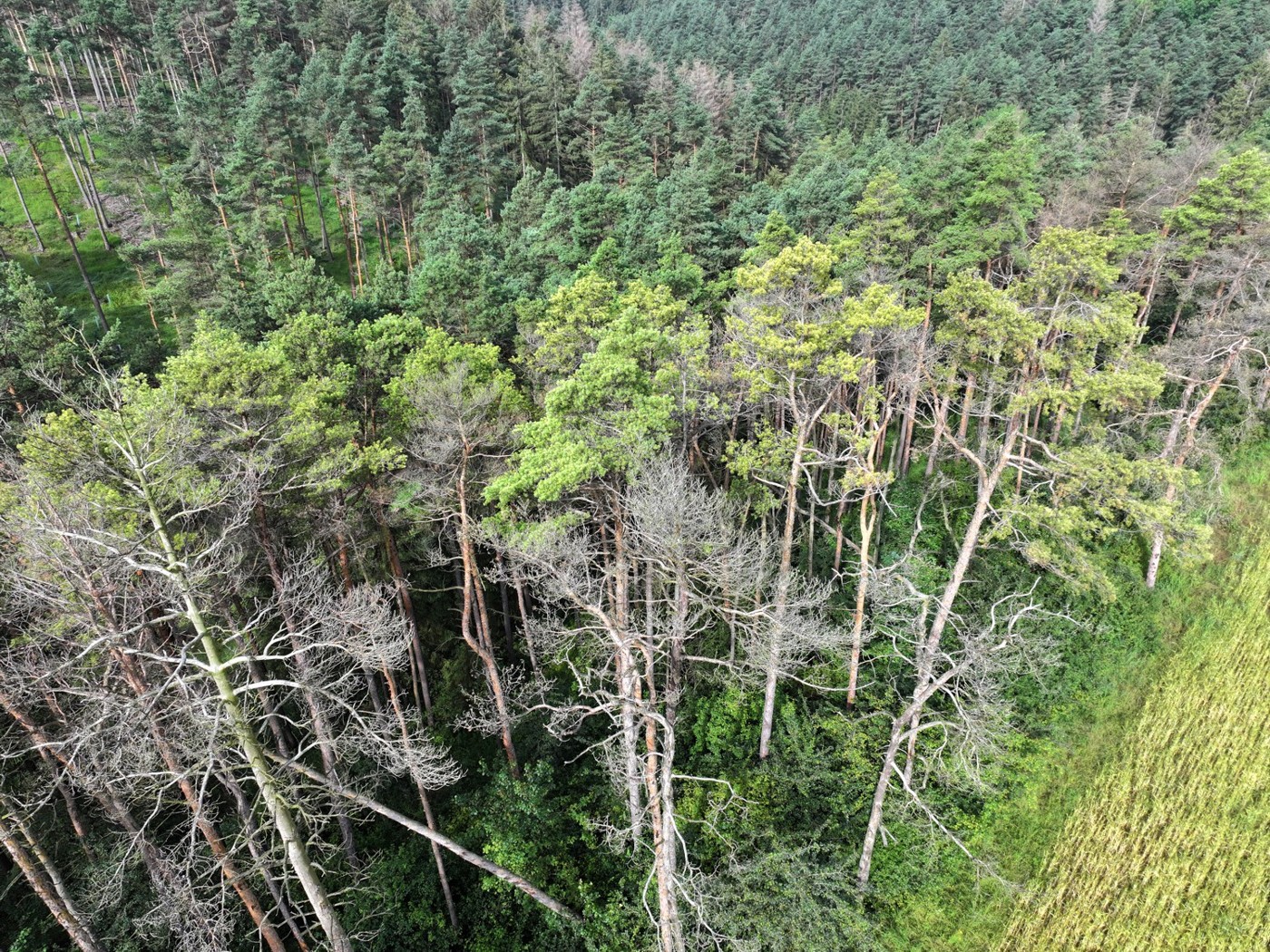 Luftaufnahme - Blick in die Baumkronen