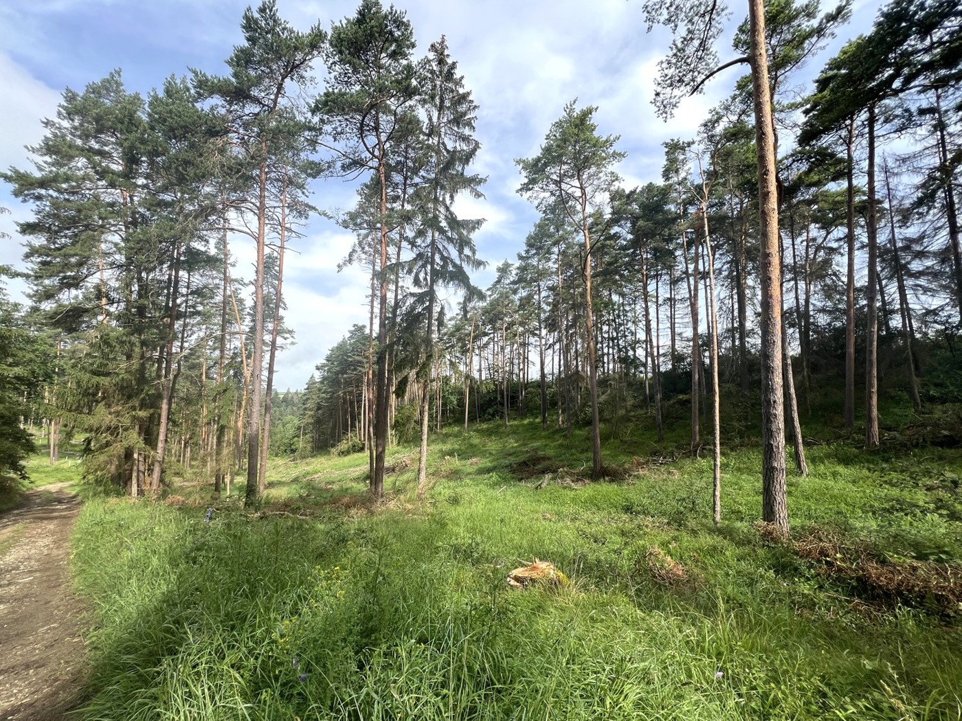 Blick vom Waldweg