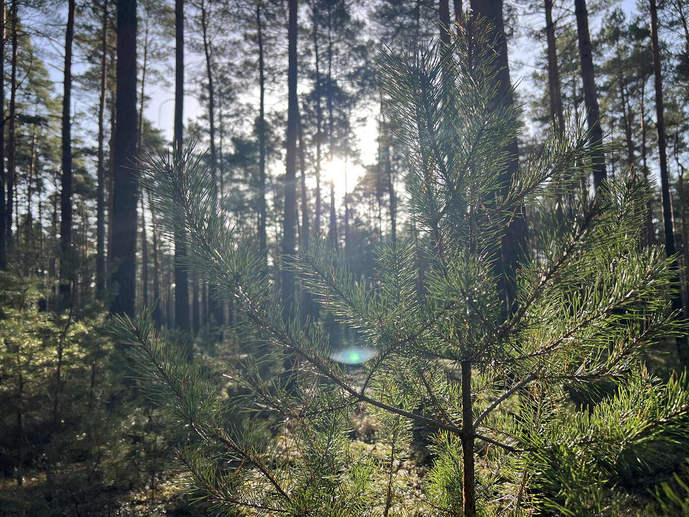 Kiefernwald bei Doberlug-Kirchhain