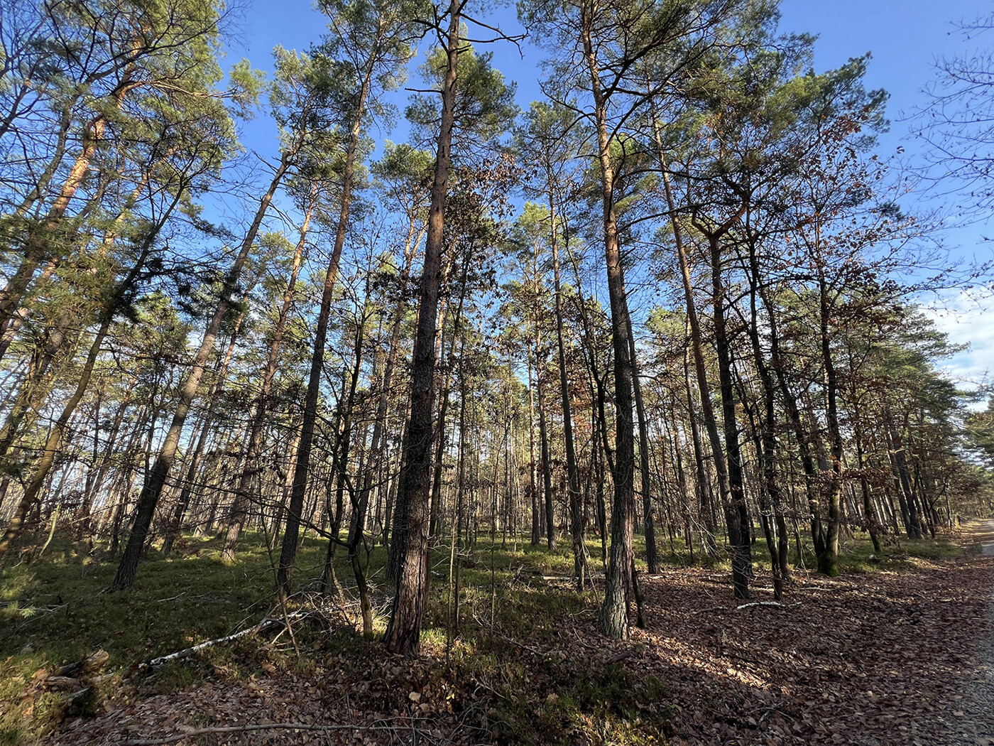 Schlag 3 - Blick in den Wald