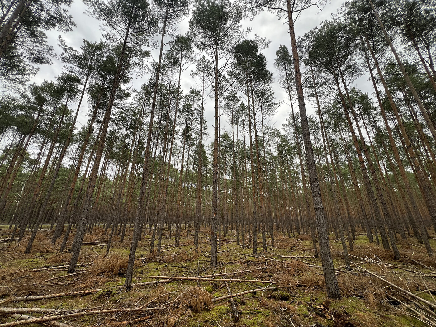 Schlag 2 - Blick in den Wald 