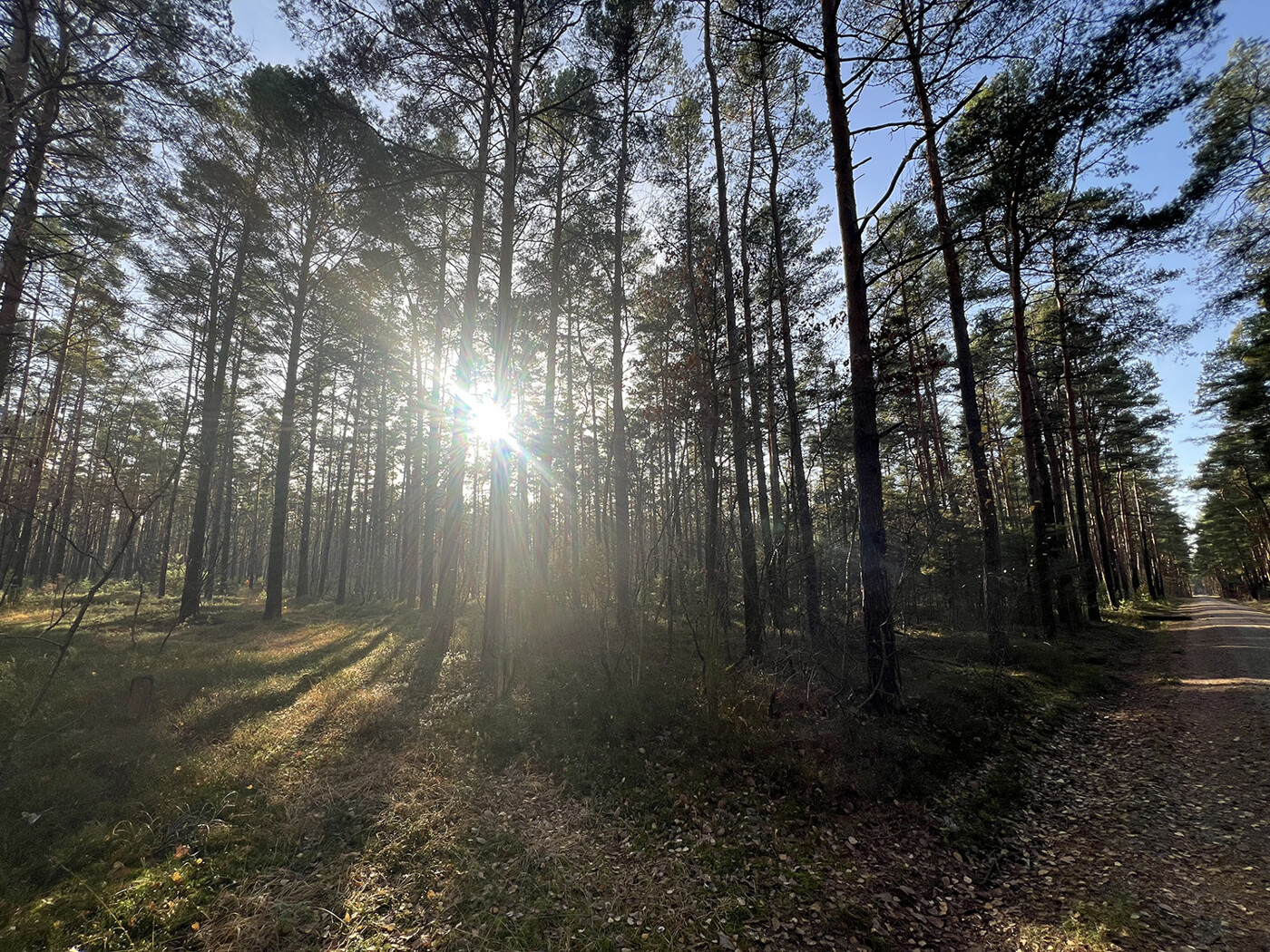 Schlag 1 - Blick in den Wald