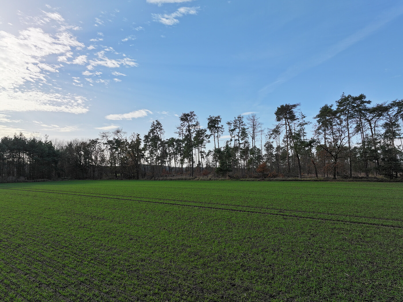 Schlag 4 - Blick Richtung Süd-Westen