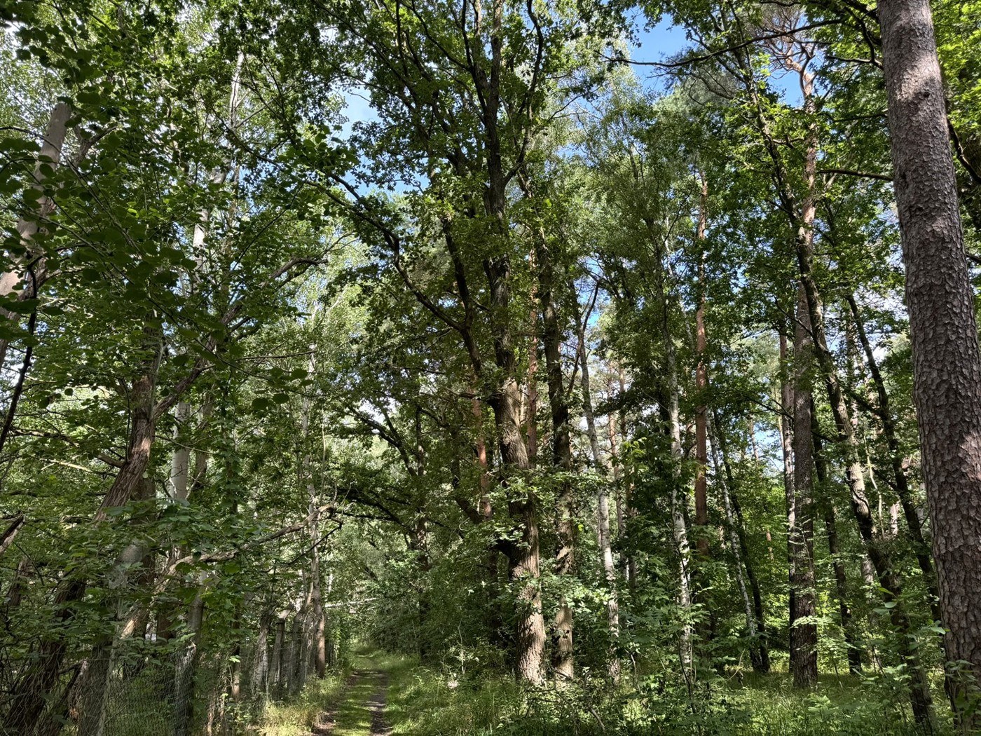 Blick vom Waldweg