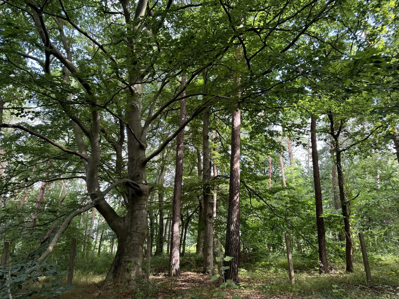 Blick in den Wald