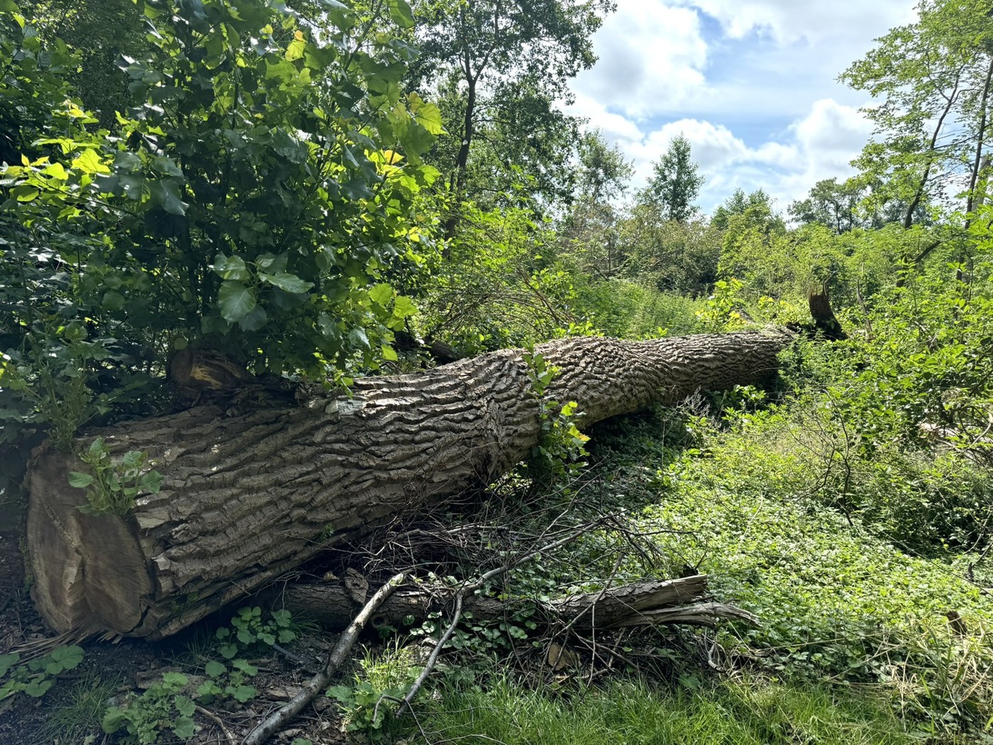 gefällte Eiche im Straßenbereich